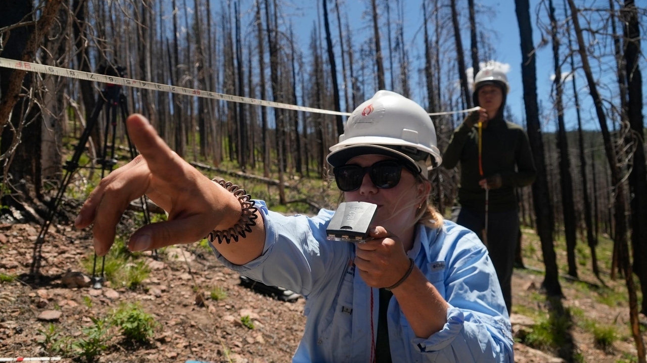 Young tree saplings planted in a burn scar, representing the critical race against California's shrinking weather window for successful reforestation.