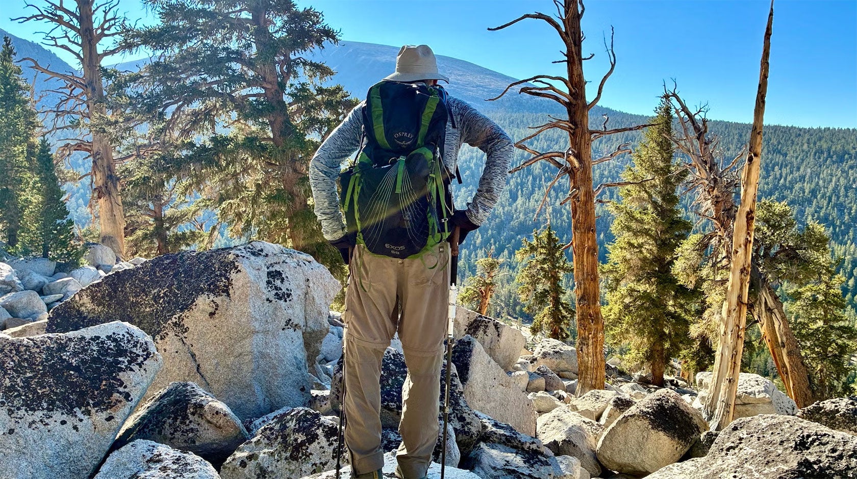 A healthy Sierra Nevada conifer forest shows the shade and soil protection that seedlings lack in freshly burned areas.